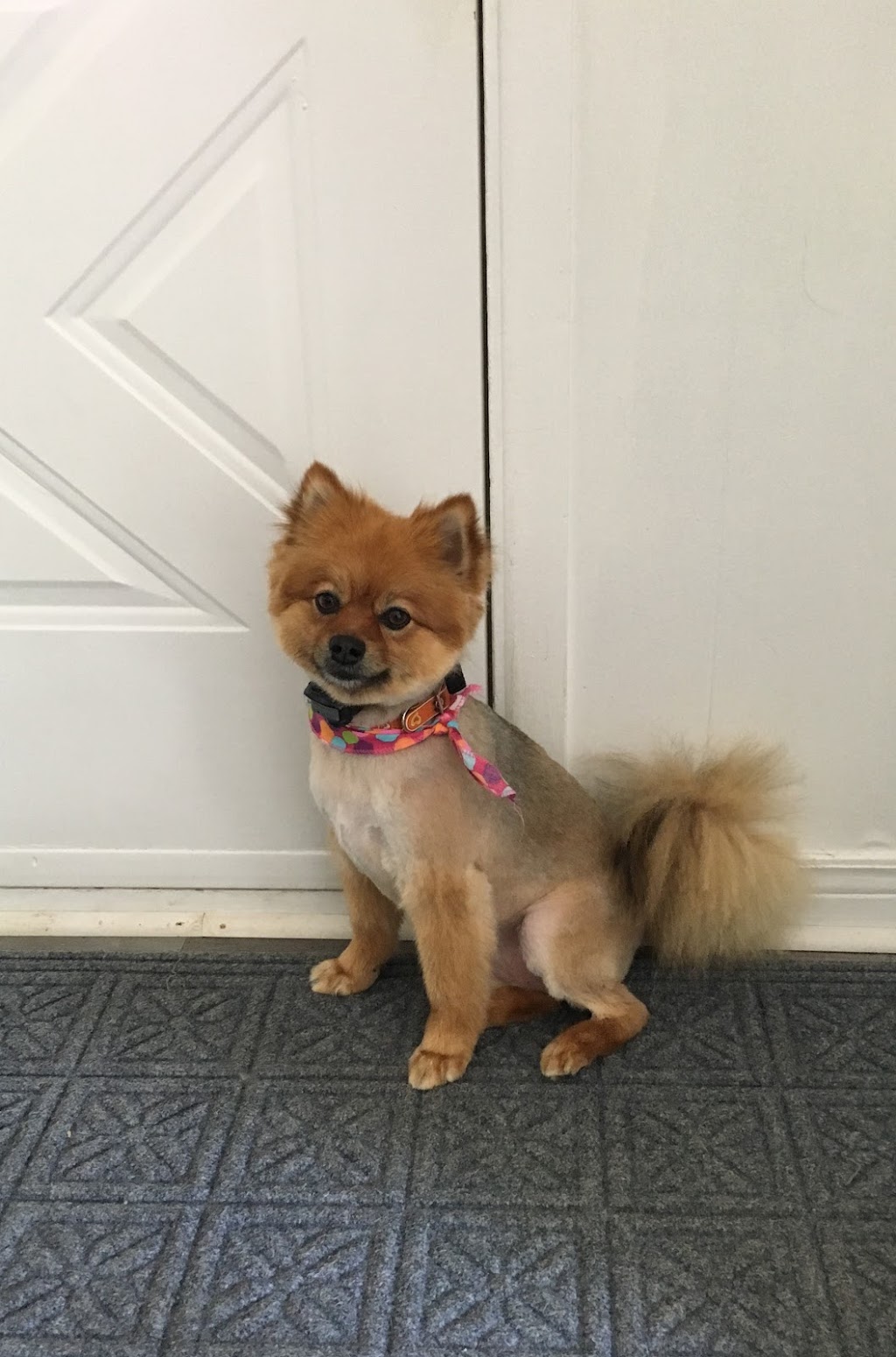 Centre Canin A. Lévesque | 212-A QC-138 #00, Saint-Augustin-de-Desmaures, QC G3A 0G1, Canada | Phone: (418) 878-5553