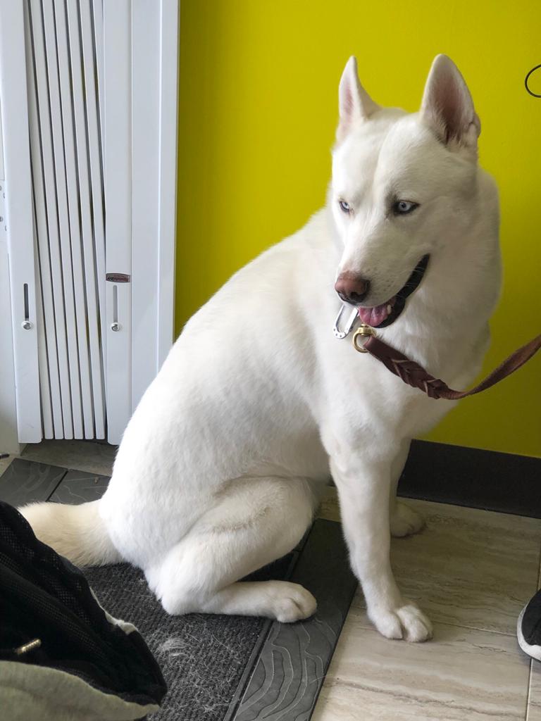 Truscott Animal Hospital | 2425 Truscott Dr, Mississauga, ON L5J 2B4, Canada | Phone: (905) 916-8999