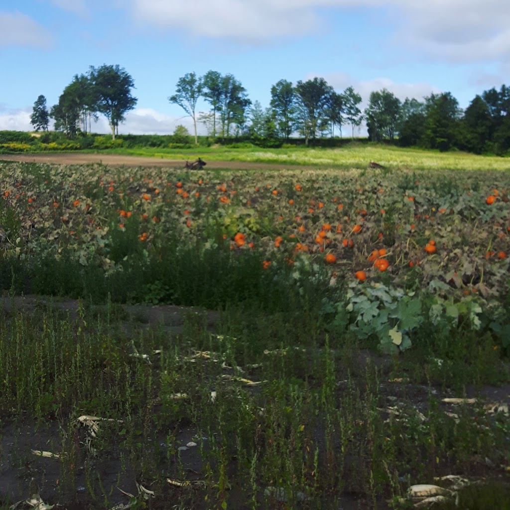 Johnstons Farm Market | 10704 Northumberland County Rd 28, Bailieboro, ON K0L 1B0, Canada | Phone: (705) 939-1737