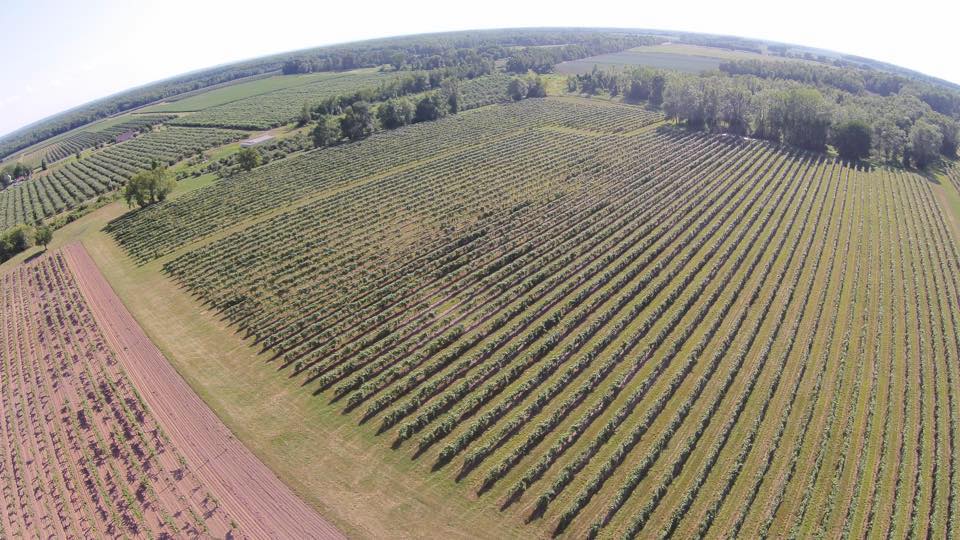 Schulze Vineyards & Winery | 2090 Coomer Rd, Burt, NY 14028, USA | Phone: (716) 778-8090