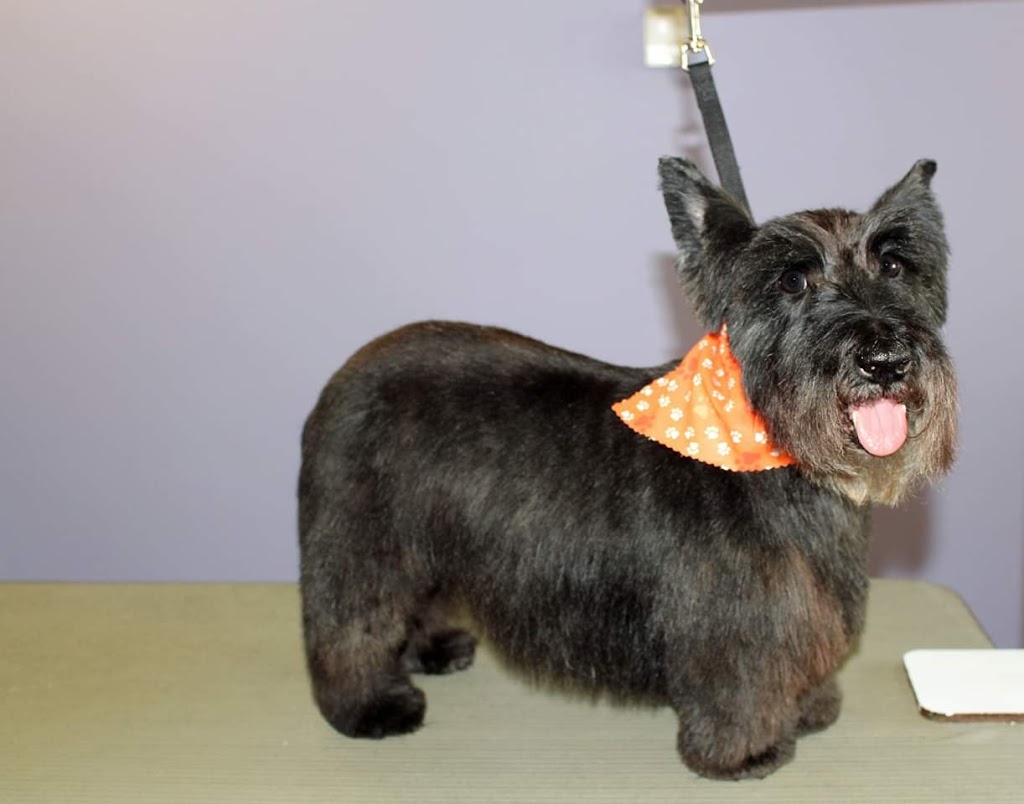 Precious Paws Dog Grooming | 269 Main St S, Mount Forest, ON N0G 2L1, Canada | Phone: (519) 509-4900