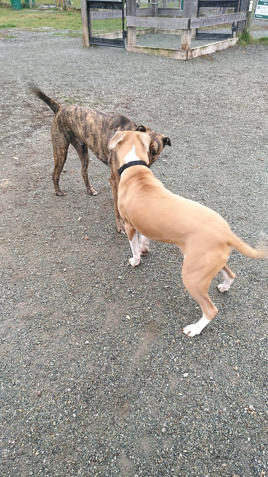 Dog Park | 729-995 Lefeuvre Rd, Abbotsford, BC V4X 1A5, Canada