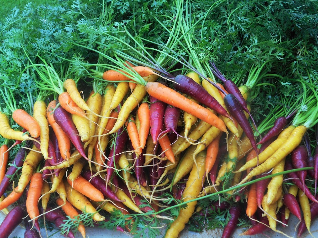 Olde Furrow Farm | 569 Belcher St, Port Williams, NS B0P 1T0, Canada | Phone: (902) 690-7621