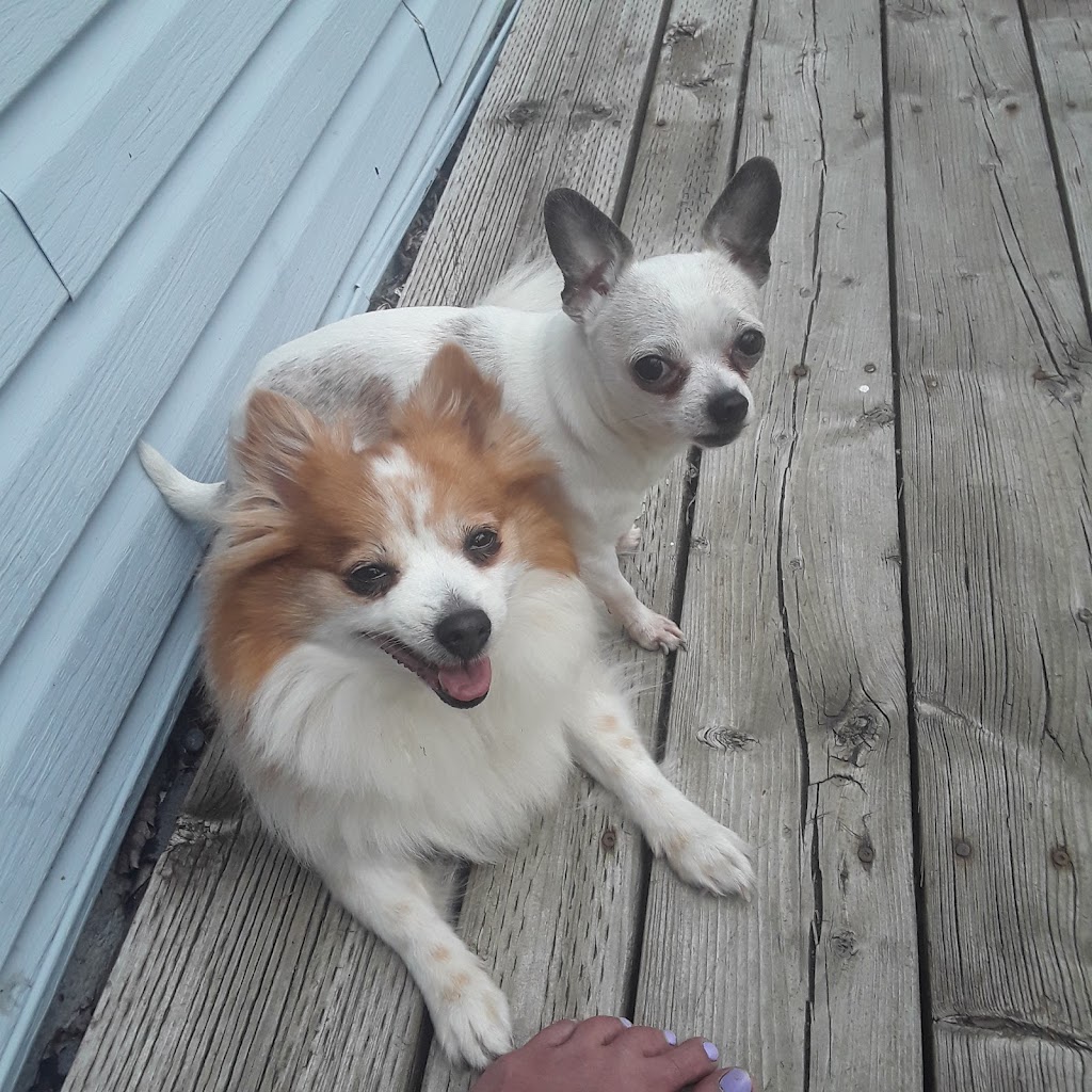 Ridgeway Animal Hospital | 257 Ridge Rd N, Ridgeway, ON L0S 1N0, Canada | Phone: (905) 894-6400
