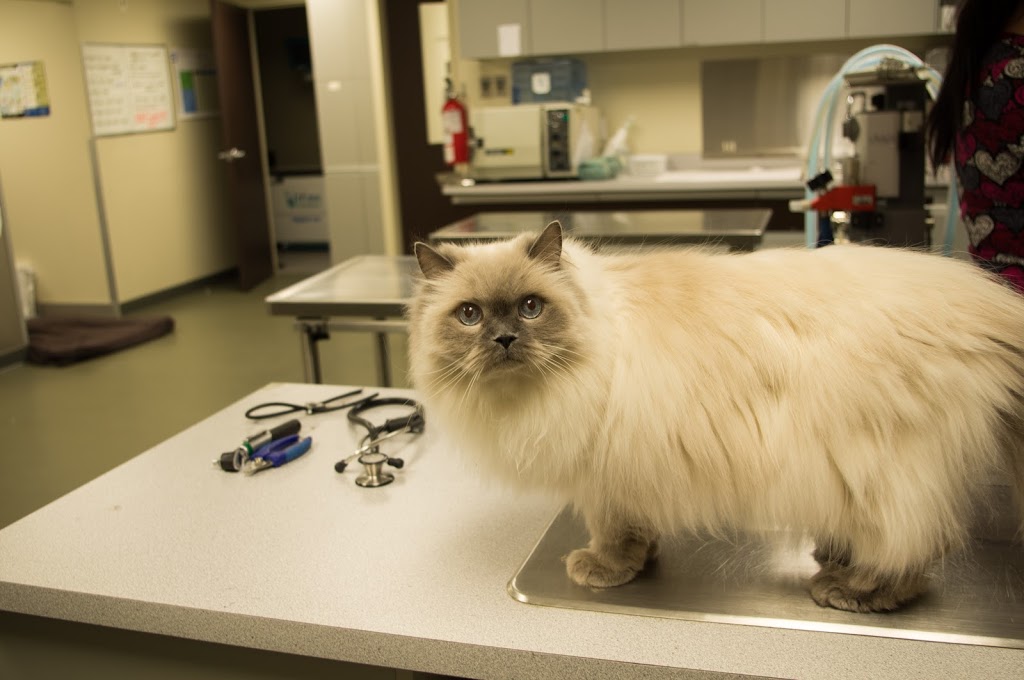 Plateau Veterinary Hospital | 147 Boulevard dEurope, Gatineau, QC J9J 0N3, Canada | Phone: (819) 775-9958