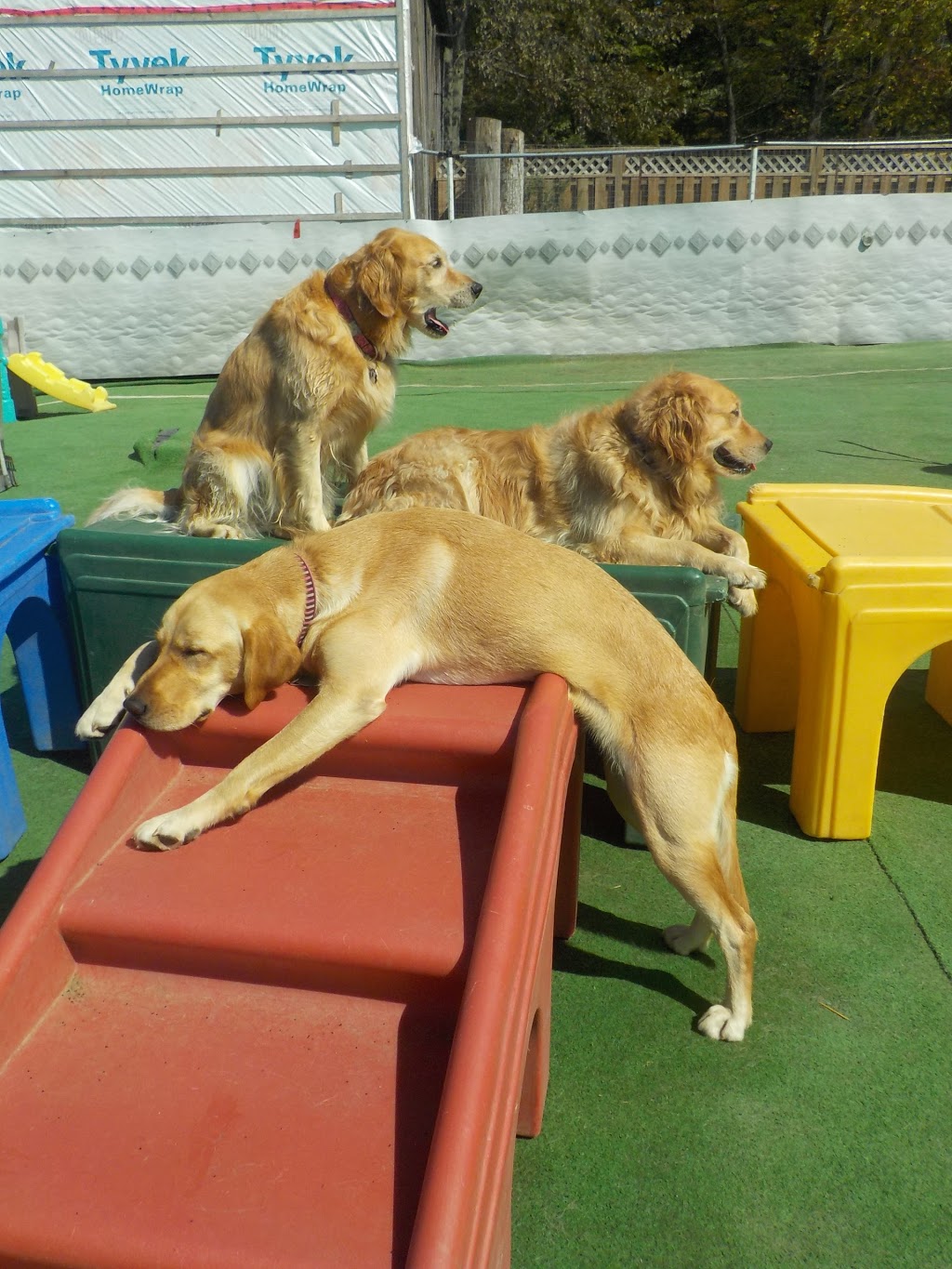 Waggs n Whiskers (Daycare-Kennel Free Boarding & Off-Leash Dog  | 11661 ON-7, Carleton Place, ON K7C 0C5, Canada | Phone: (613) 253-6369
