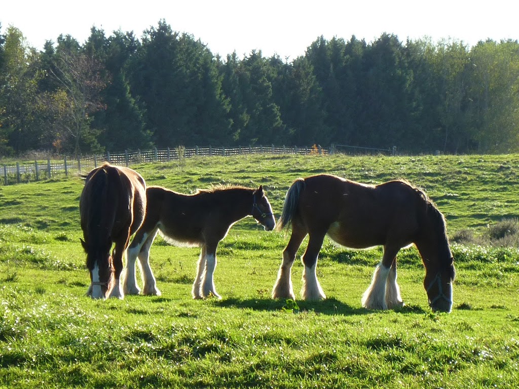 Sky Ridge Clydesdales | 386191 Side Rd 20, Mono, ON L9W 6V3, Canada | Phone: (519) 938-8958