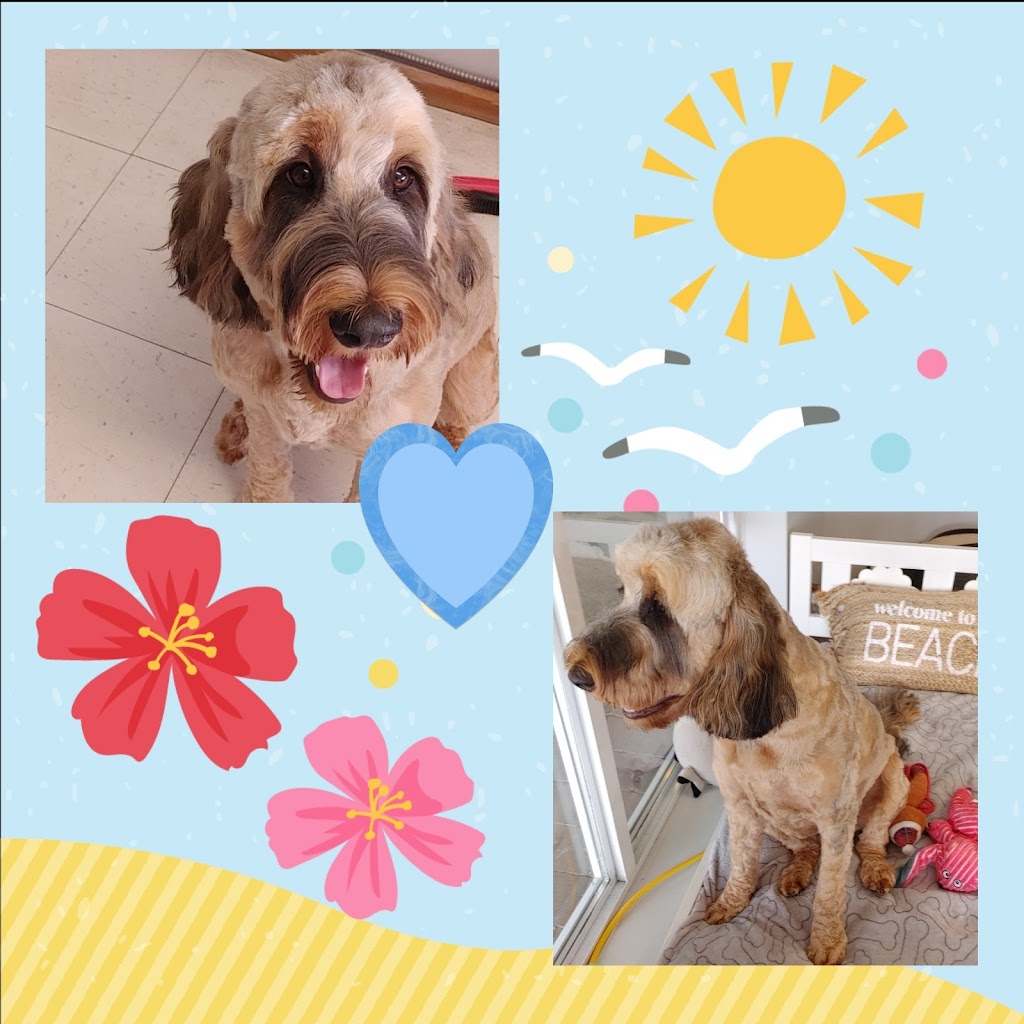 Paws In The Sand Dog Grooming | 15505 Marine Dr #104, White Rock, BC V4B 1C9, Canada | Phone: (604) 825-0063