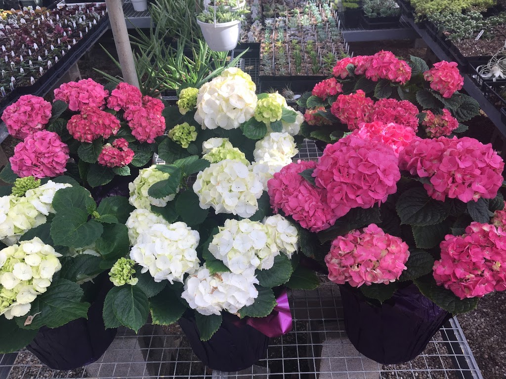 Sebringville Garden Centre | 137 Huron Rd, Stratford, ON N5A 6S6, Canada | Phone: (519) 393-6131