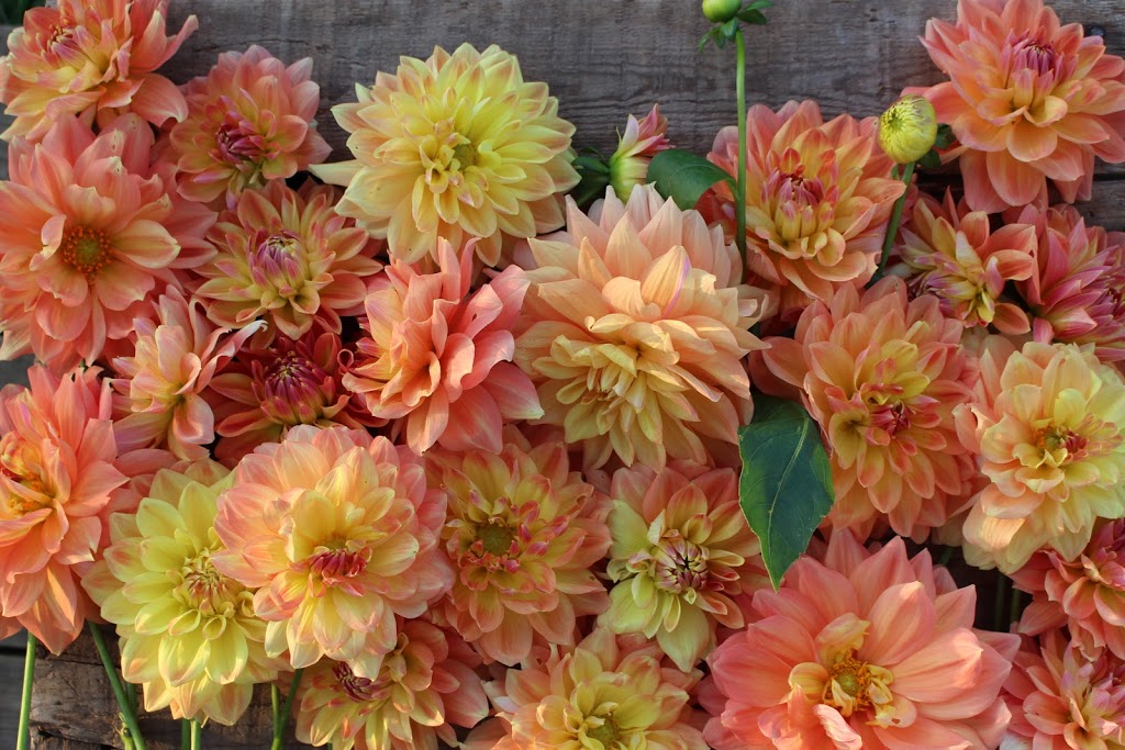 Two Birds One Stone Farm (Flower Farm) | 3442 NS-359, Centreville, NS B0P 1J0, Canada | Phone: (902) 385-8818