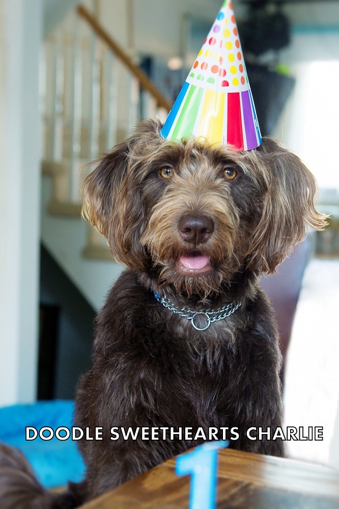 Doodle Sweethearts | 6492 Side Rd 6, Listowel, ON N4W 3G8, Canada | Phone: (519) 291-6633