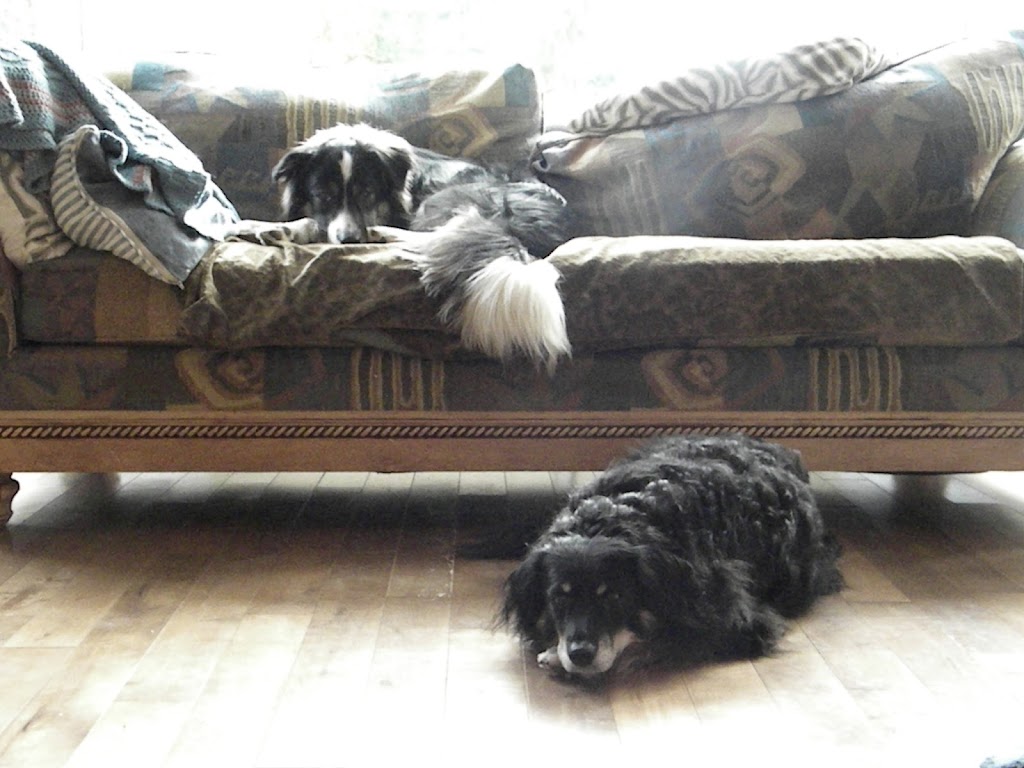 Deluxe Dog Sitting Digs | Elizabeth Dr, Salt Spring Island, BC V8K 1J5, Canada | Phone: (250) 537-5959