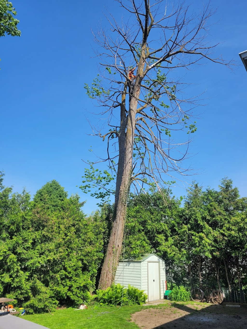 VDM Tree Services | 9307 Stewart Rd, Eden, ON N0J 1H0, Canada | Phone: (226) 378-4601