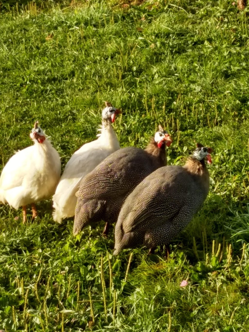 Sweetwood Farm | 637 Hirtle Rd, Blockhouse, NS B0J 1E0, Canada | Phone: (902) 298-9697