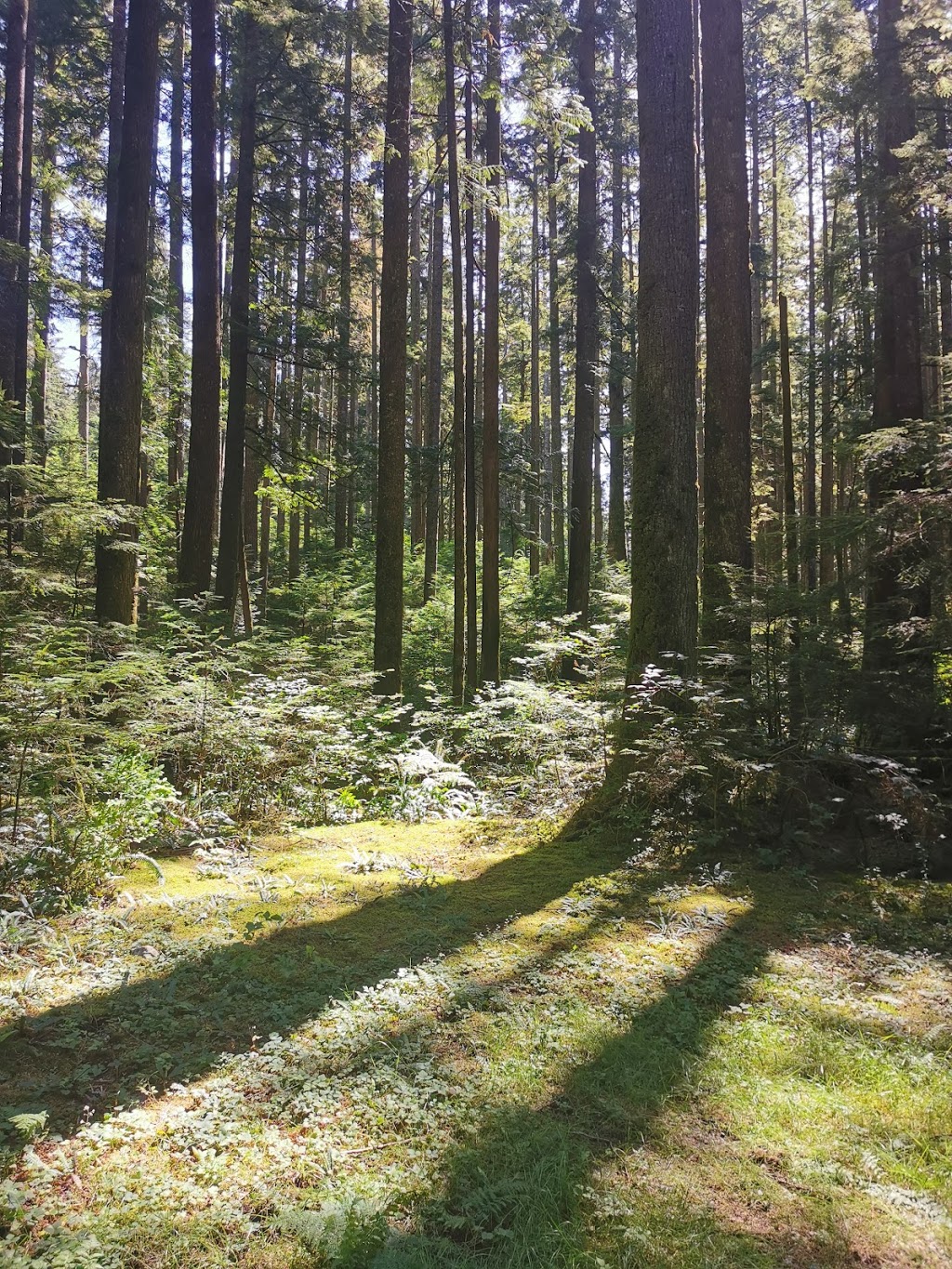 B C I T Forest Society - Woodlot 0007 | 28101 Dewdney Trunk Rd, Maple Ridge, BC V2W 1M1, Canada | Phone: (604) 462-0032