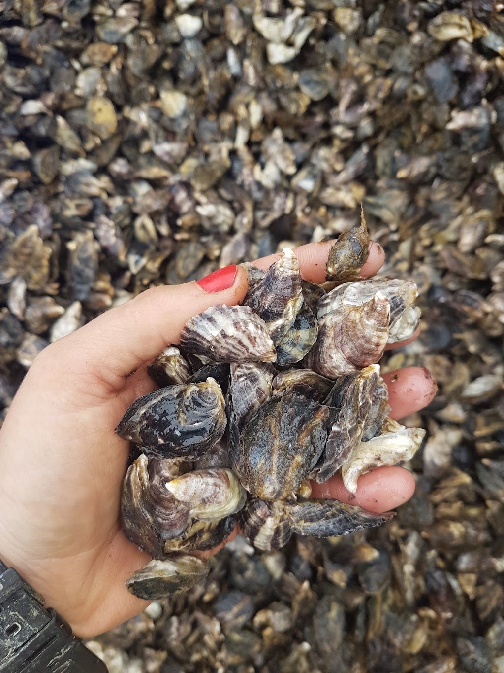 Nova Harvest Ltd. | 100 Pachena Rd, Bamfield, BC V0R 1B0, Canada | Phone: (250) 728-3848