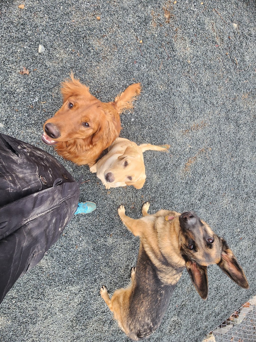 Danesville Canine Daycare | 41 Burgoyne Rd, Danesville, NS B4V 8P5, Canada | Phone: (902) 521-1302