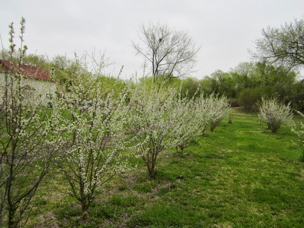 Riverlot Orchards winery | rl134 45 27 w 2nd, RM of st louis, SK S0J 2C0, Canada | Phone: (306) 980-9505
