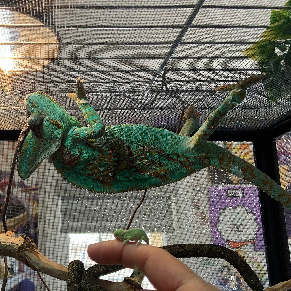 Reptic Republic | 1019 Manège St, Stittsville, ON K2S 0Y8, Canada | Phone: (873) 688-8932