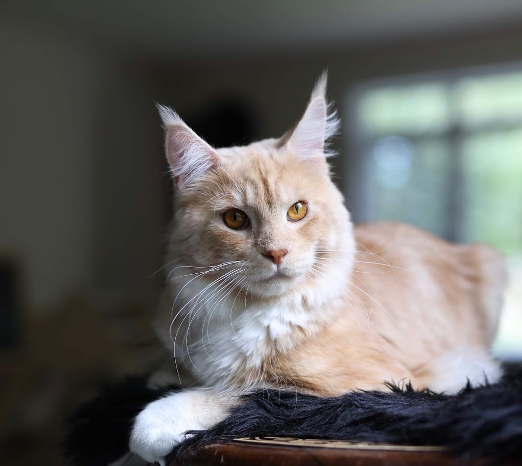 Chatterie Rubycoon Maine Coon, Québec, Estrie | Chem. North, Austin, QC J0B 1B0, Canada | Phone: (819) 239-5005