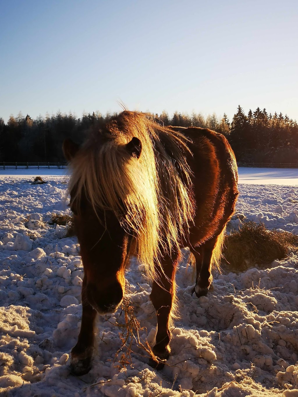 Charlie Hill Equine | 6090 Fourth Line, Orton, ON L0N 1N0, Canada | Phone: (519) 362-4914