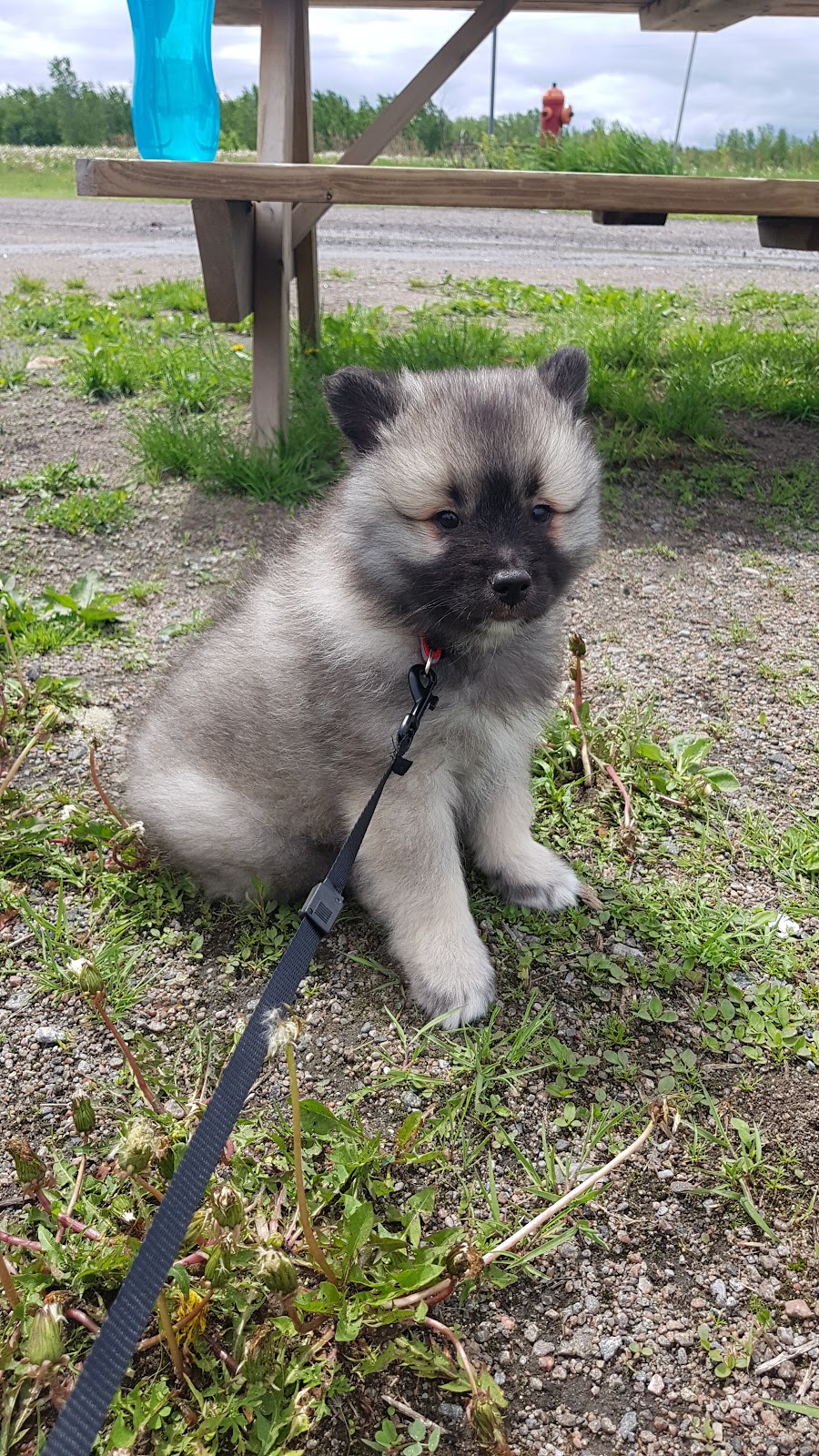 Sweet Home Keeshond | 591 6e rang, Saint-Rosaire, QC G0Z 1K0, Canada | Phone: (819) 350-9082
