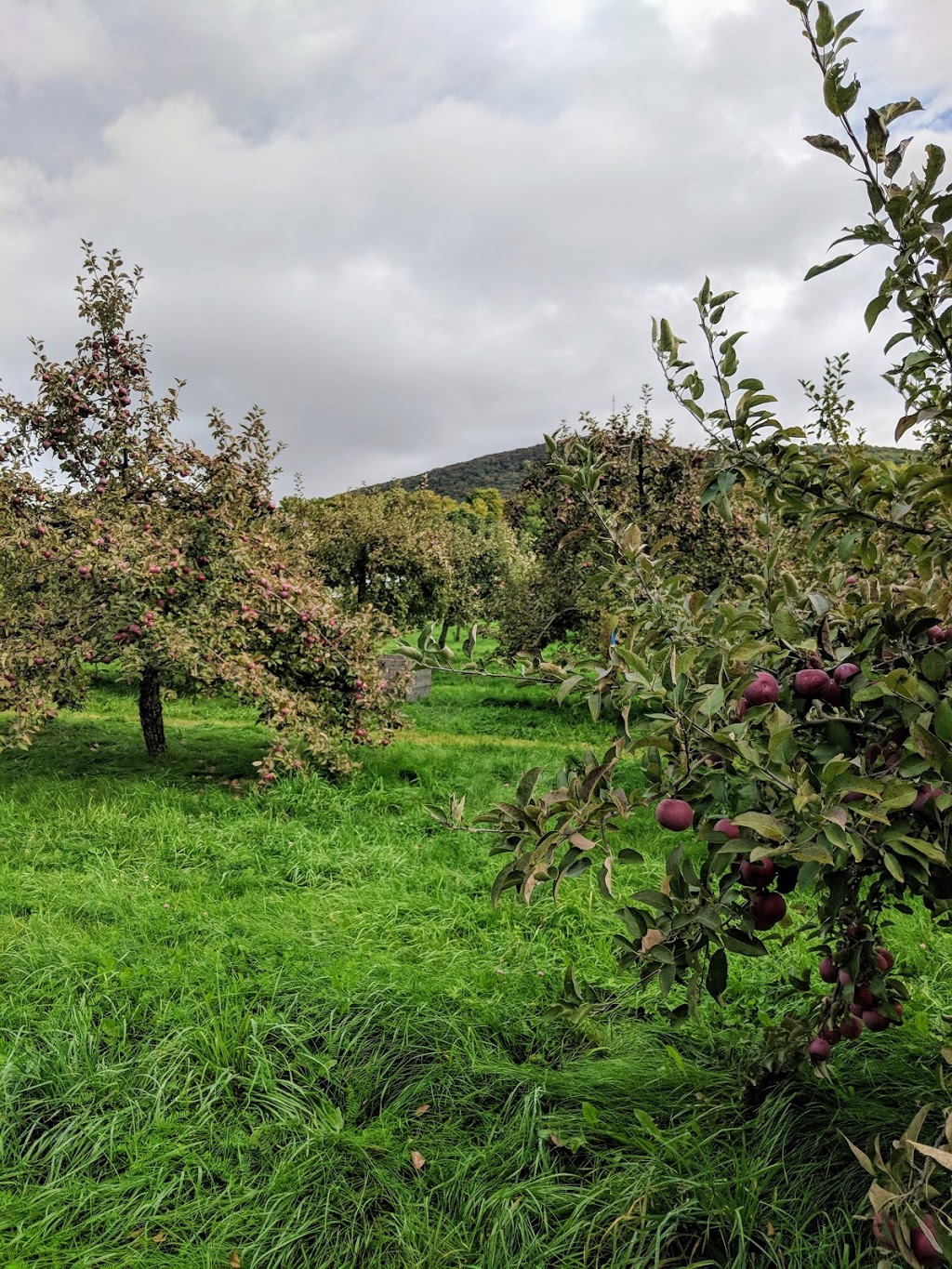 TARTOPOM, verger, pommes, poires, biologiques | 330 Rang de la Montagne, Rougemont, QC J0L 1M0, Canada | Phone: (450) 469-3780