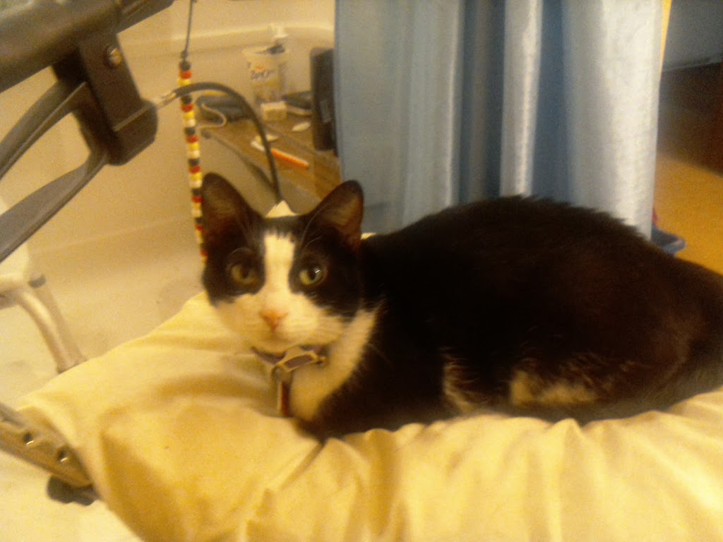 Blue Cross Animal Hospital | 612 King St W, Hamilton, ON L8P 1C2, Canada | Phone: (905) 522-6879