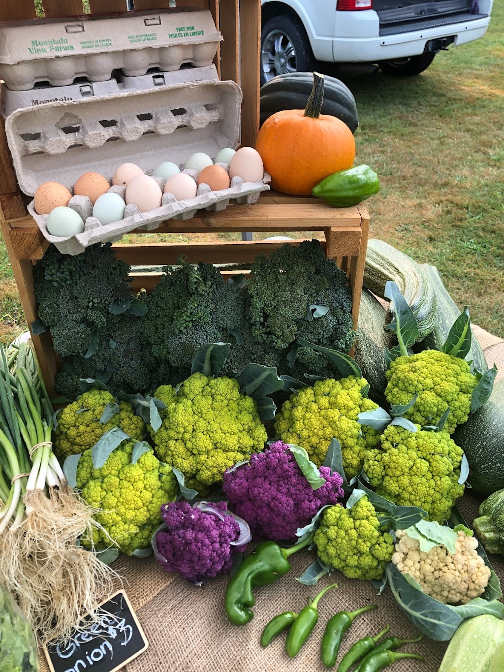 Root Renaissance Farm | 1700 Grafton Ave, Errington, BC V0R 1V0, Canada | Phone: (604) 825-8500