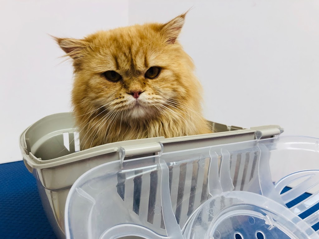 Petz Kingdom | 3555 Hawkestone Rd unit d, Mississauga, ON L5C 2V1, Canada | Phone: (416) 830-0192