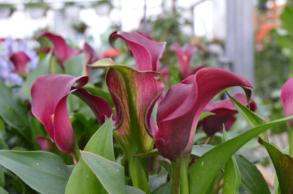 Centre dhorticulture FoliFlor | 3395 Boulevard Terra Jet, Saint-Cyrille-de-Wendover, QC J1Z 1B2, Canada | Phone: (819) 397-2898