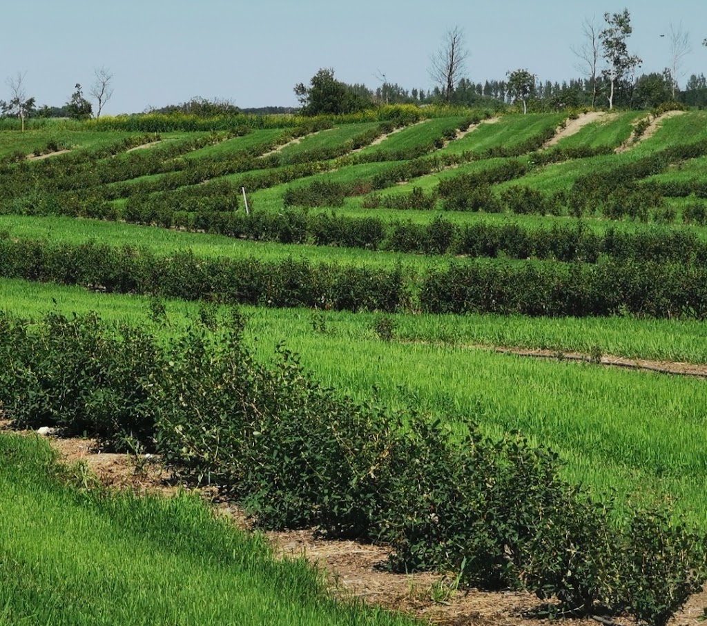 Om Nom Orchard | NW-16-31-17-W2nd, Kandahar, SK S0A 4T0, Canada | Phone: (306) 531-6745