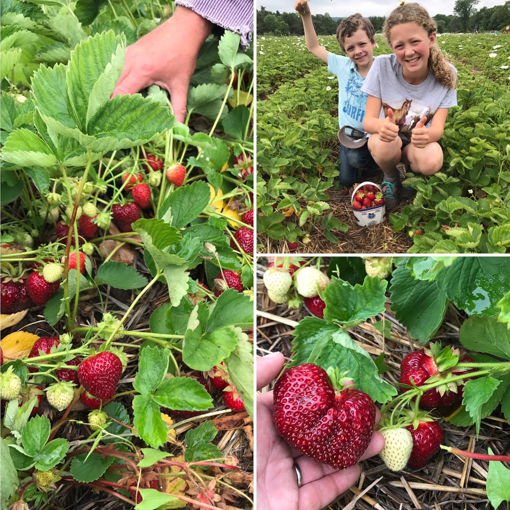 Coulson Ridge Farm | 82 Horseshoe Valley Rd E, Oro Station, ON L0L 2E0, Canada | Phone: (705) 326-9922