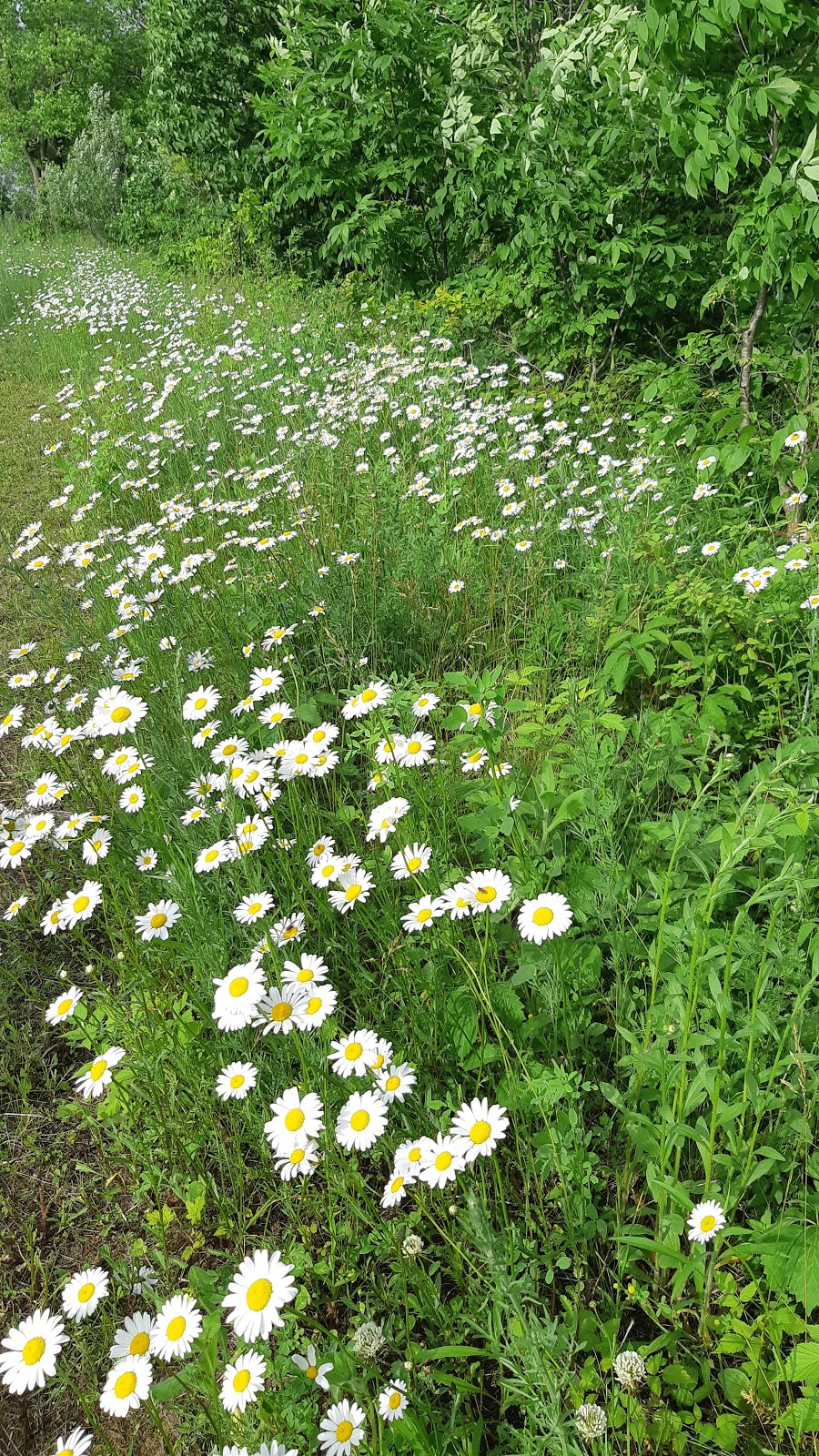 Komoka Provincial Park - The Ponds | 22290 Komoka Rd, Middlesex Centre, ON N0L, 22290 Komoka Rd, Middlesex Centre, ON N0L, Canada | Phone: (519) 874-4691