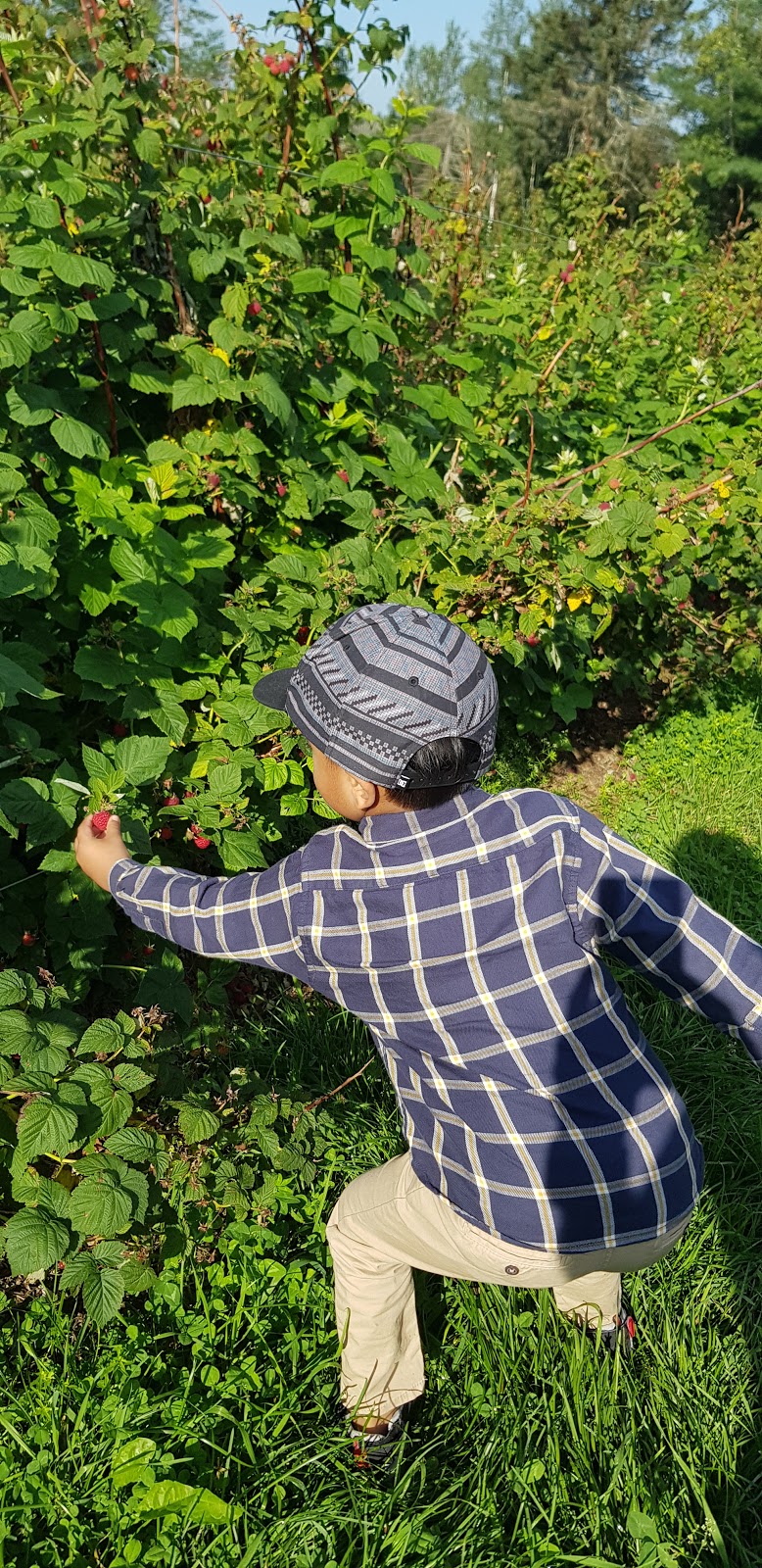 WALKERS STRAWBERRY FARM U-PICK | 837 Rt 880 Lower Millstream, Lower Millstream, NB E5P 3H7, Canada | Phone: (506) 433-1018