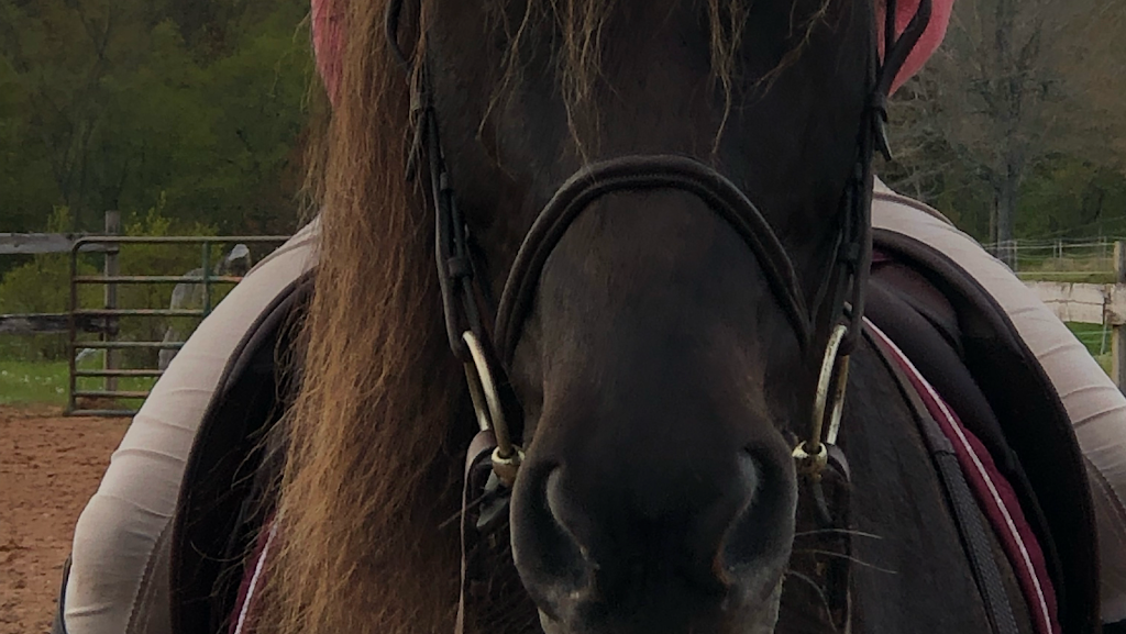 Watton brook equestrian center | 14053 Nova Scotia Trunk 1, Wilmot, NS B0P 1W0, Canada | Phone: (902) 349-4066