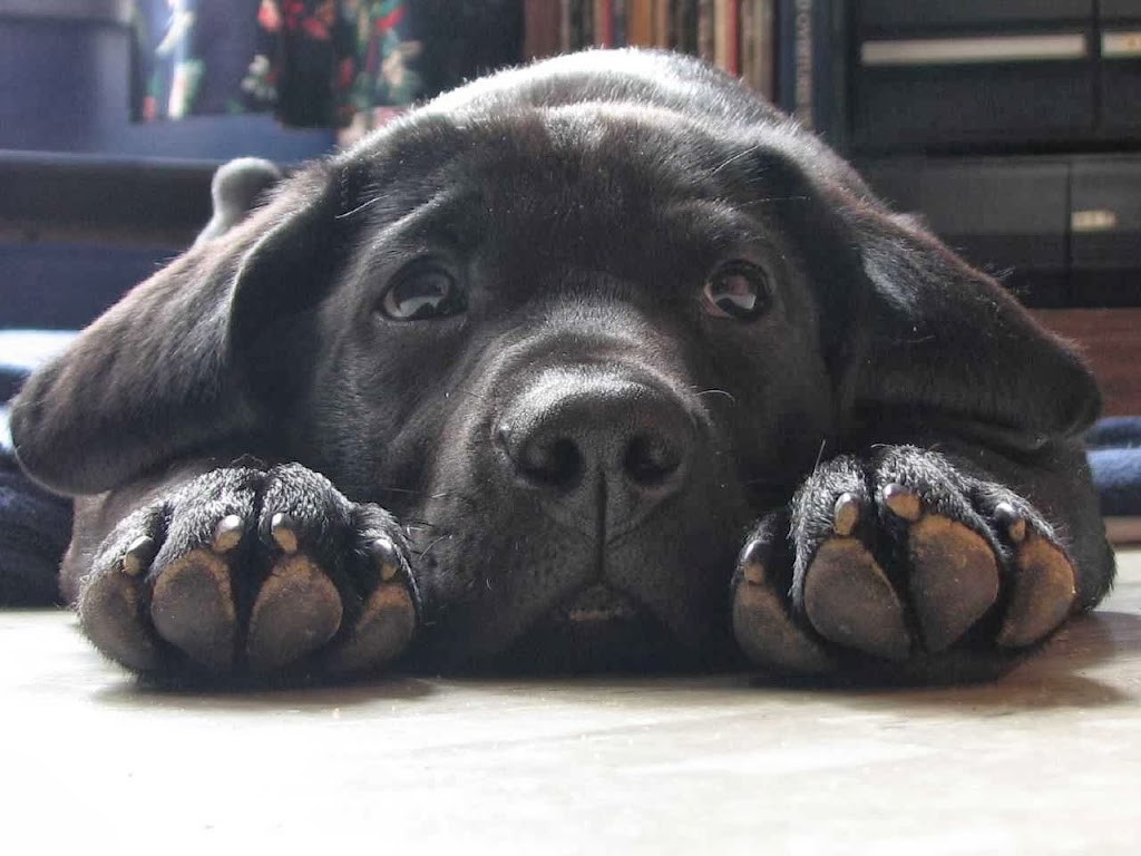 Sunset Strip Veterinary Clinic | 202421, ON-21, Owen Sound, ON N4K 5N7, Canada | Phone: (519) 371-2030