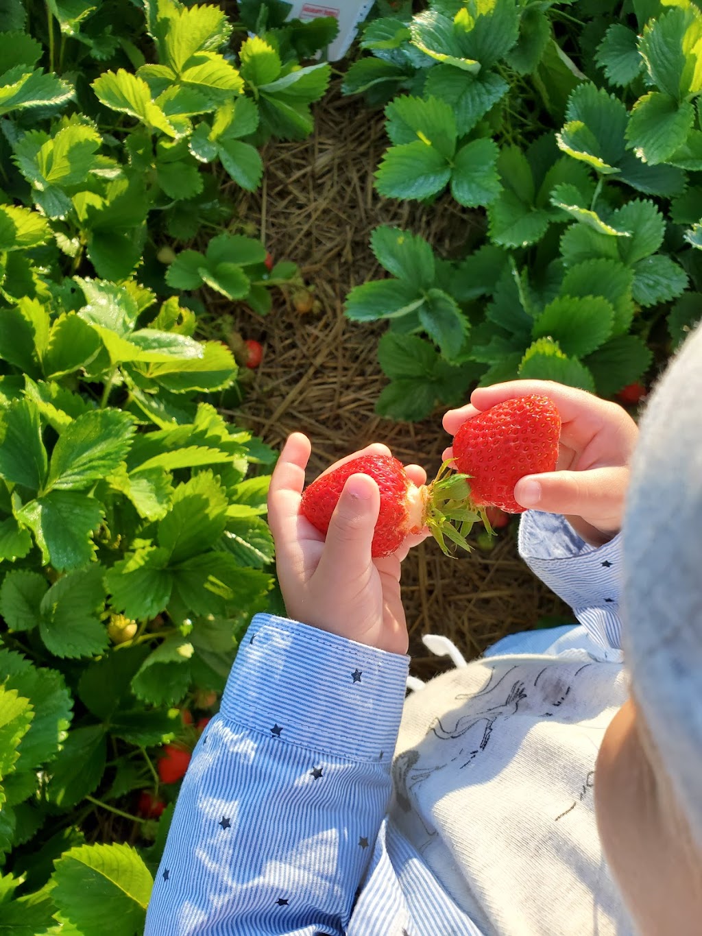 Mississippi Berries | 2430 Ferguson Falls Rd, Lanark, ON K0G 1K0, Canada | Phone: (613) 259-9911