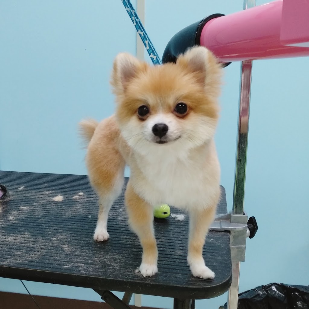 Furever Doggy Salon | 1896 Prince of Wales Dr Unit 5, Nepean, ON K2C 3W9, Canada | Phone: (613) 680-2222