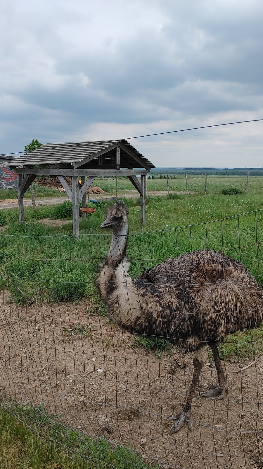 Mathurin Farm | 170 route 132 est, Saint-Michel-de-Bellechasse, QC G0R 3S0, Canada | Phone: (418) 571-3194