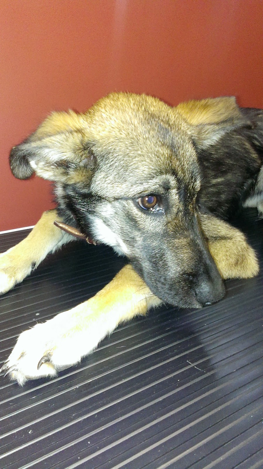 Grand River Veterinary Hospital | 228 Argyle St N, Caledonia, ON N3W 1K9, Canada | Phone: (905) 765-0001