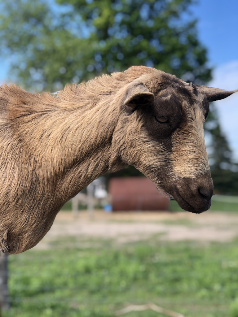 Shakell Farms | 4274 Penetanguishene Rd, Hillsdale, ON L0L 1V0, Canada | Phone: (705) 828-0524