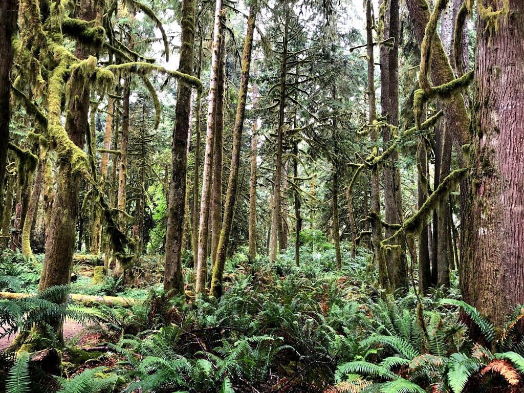 Mermaid Cove, Saltery Bay Provincial Park | 11471 BC-101, Powell River, BC V8A 0N1, Canada | Phone: (604) 286-9992