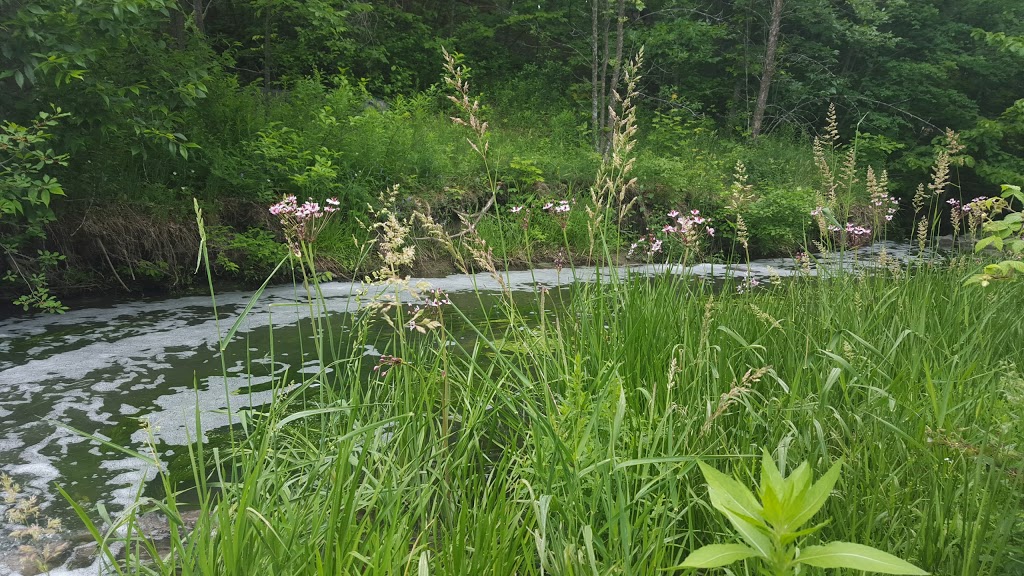 Kennedy-Craig Forest | 63 Maple Stand Way, Nepean, ON K2G 6R4, Canada