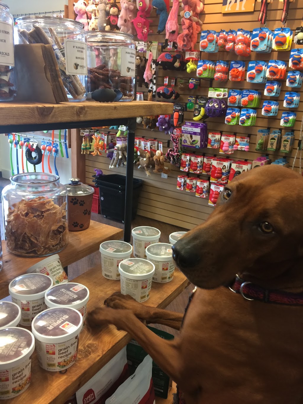 Rascals Pet Market | 7103 W Saanich Rd, Brentwood Bay, BC V8M 1R1, Canada | Phone: (778) 426-4290