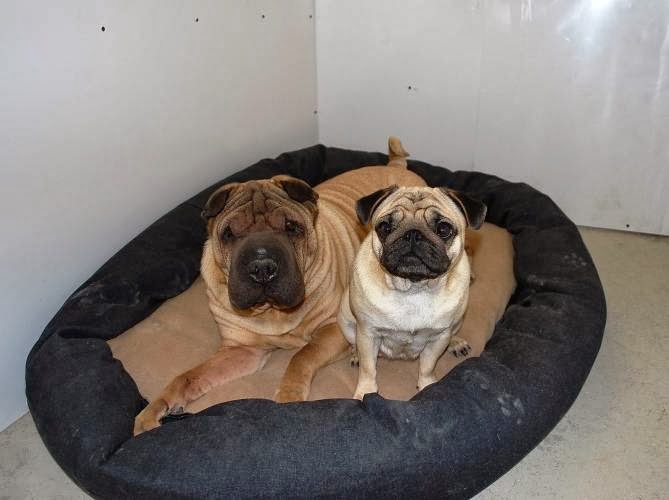 All Pawz Inn | 426 Crandall Rd, Colborne, ON K0K 1S0, Canada | Phone: (905) 355-3666