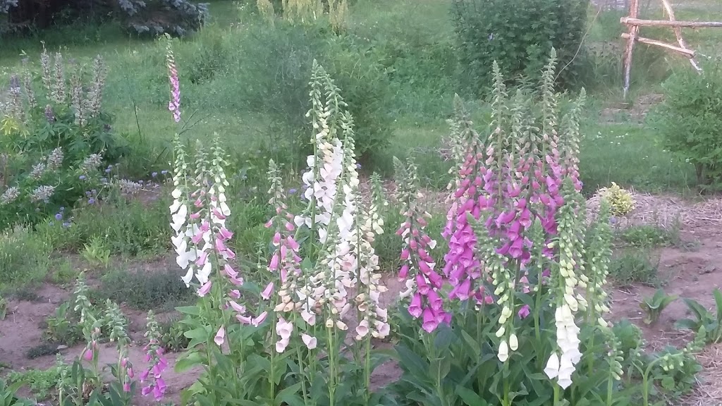 The Passionate Gardener | 1018 Southwood Rd, Severn Bridge, ON P0E 1N0, Canada | Phone: (705) 331-7850