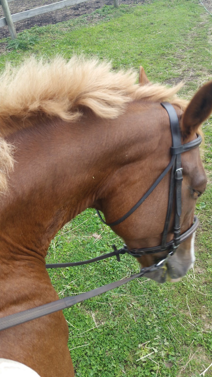 Mason Bluff Turf Farm | 6065 Mason Rd, Sechelt, BC V0N 3A8, Canada | Phone: (604) 885-4184