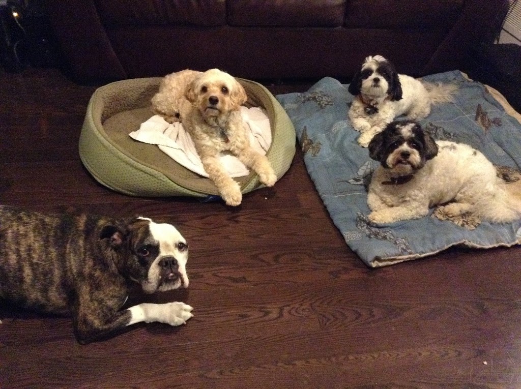 Mobile Pet SPaw | 47 Coastline Dr, Brampton, ON L6Y 0T6, Canada | Phone: (647) 708-7897