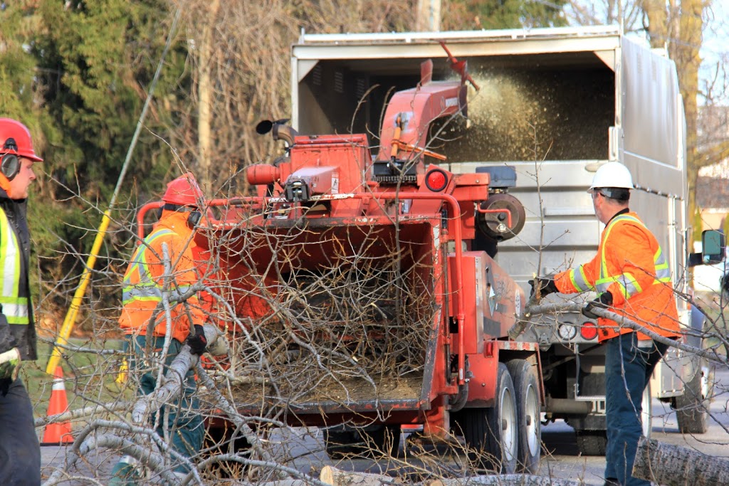Treescape Certified Arborists | 586 Robinson Rd, Ennismore, ON K0L 1T0, Canada | Phone: (705) 745-1803